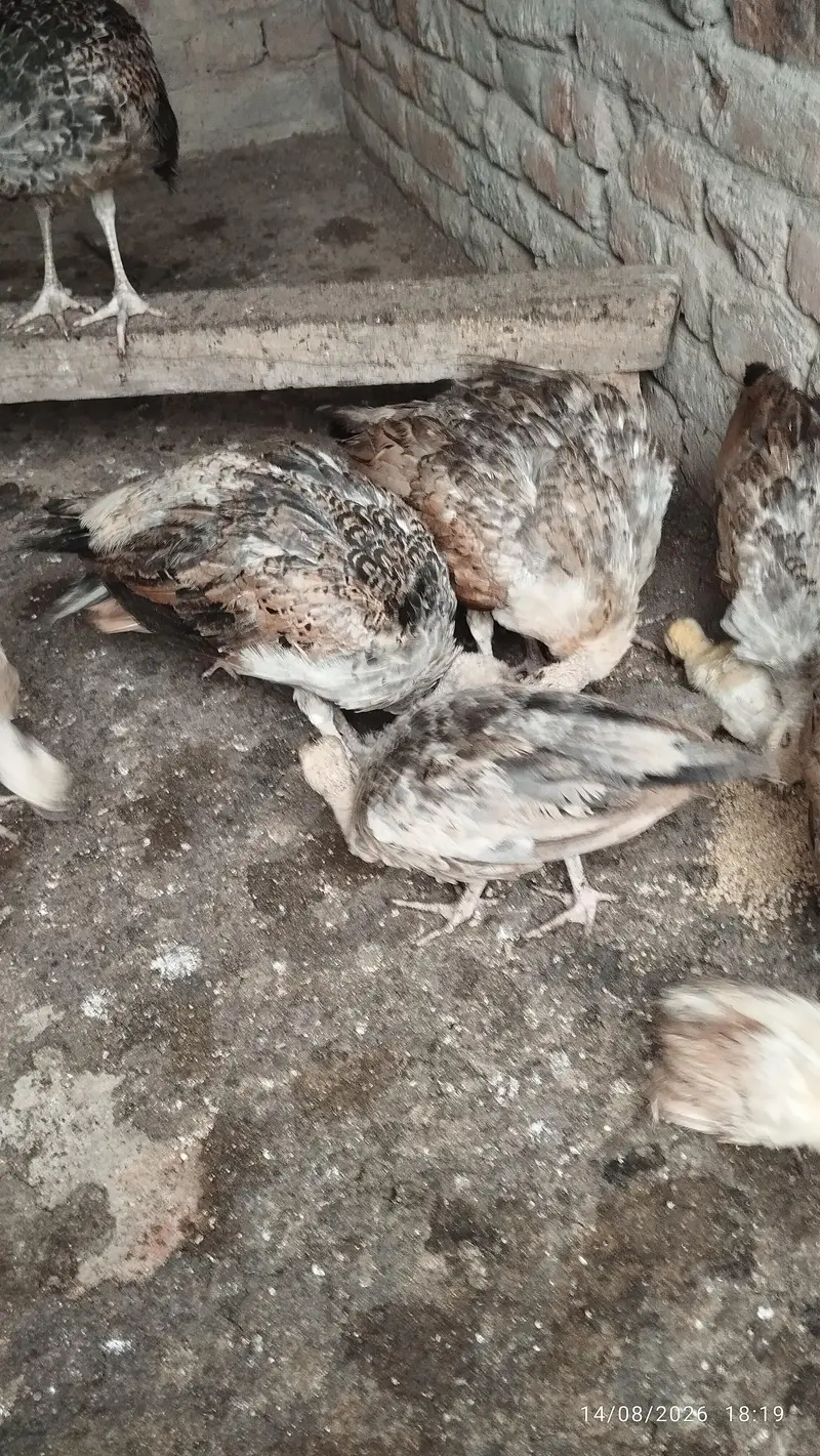Black shoulder peacock chicks — photo 3