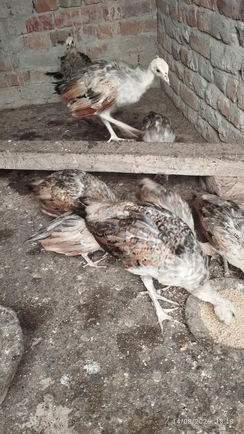 Black shoulder peacock chicks — photo 4