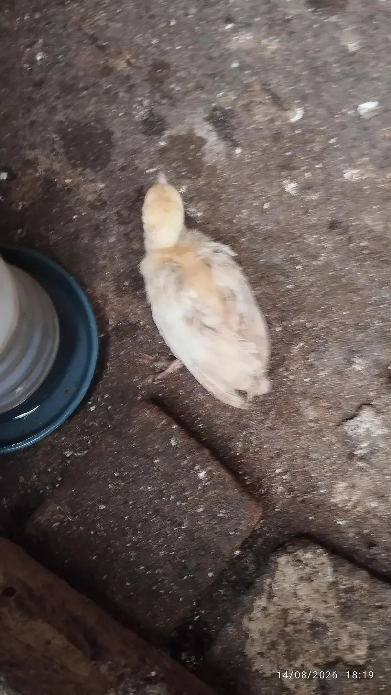 Black shoulder peacock chicks — photo 5