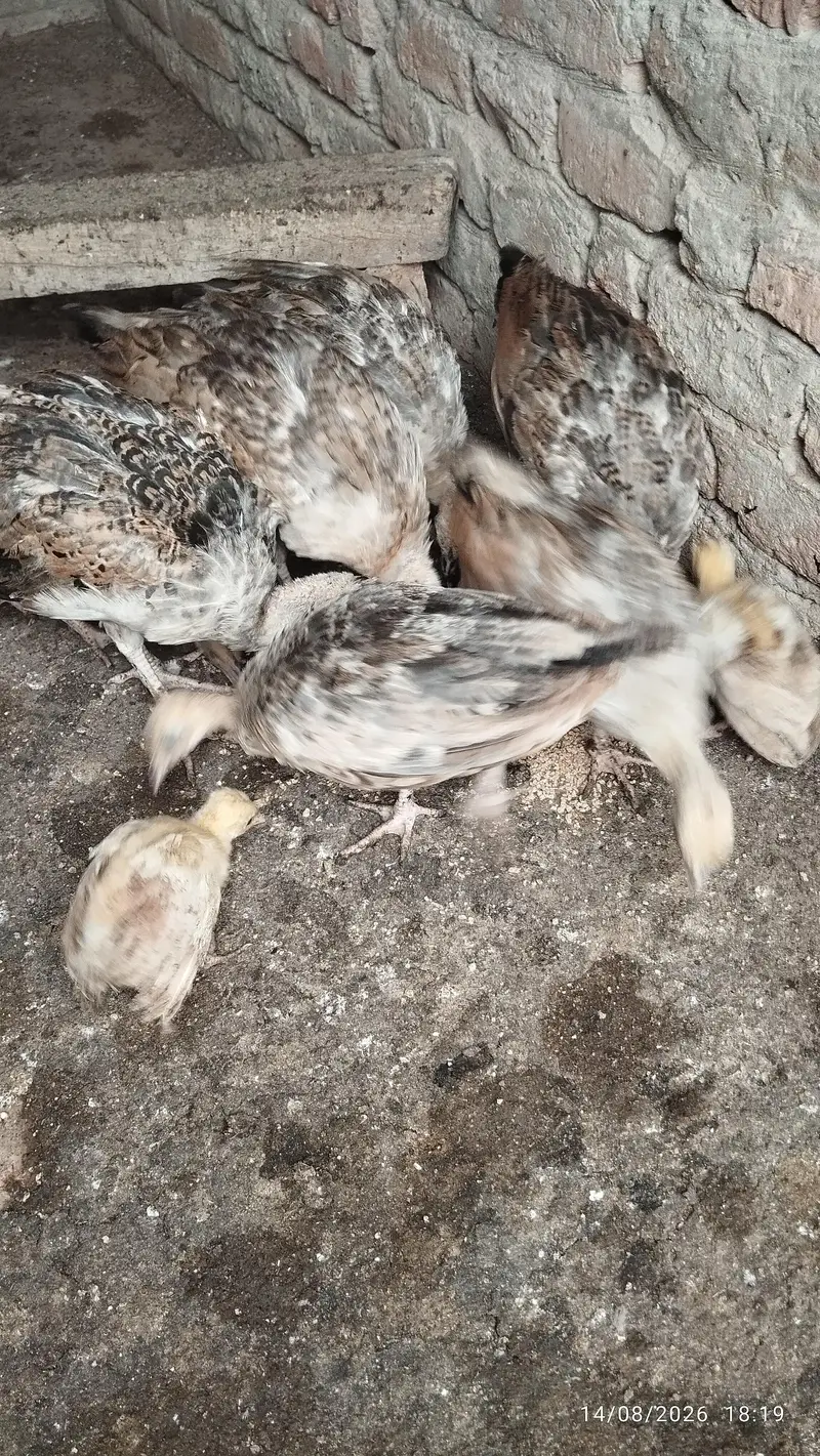 Black shoulder peacock chicks — photo 6