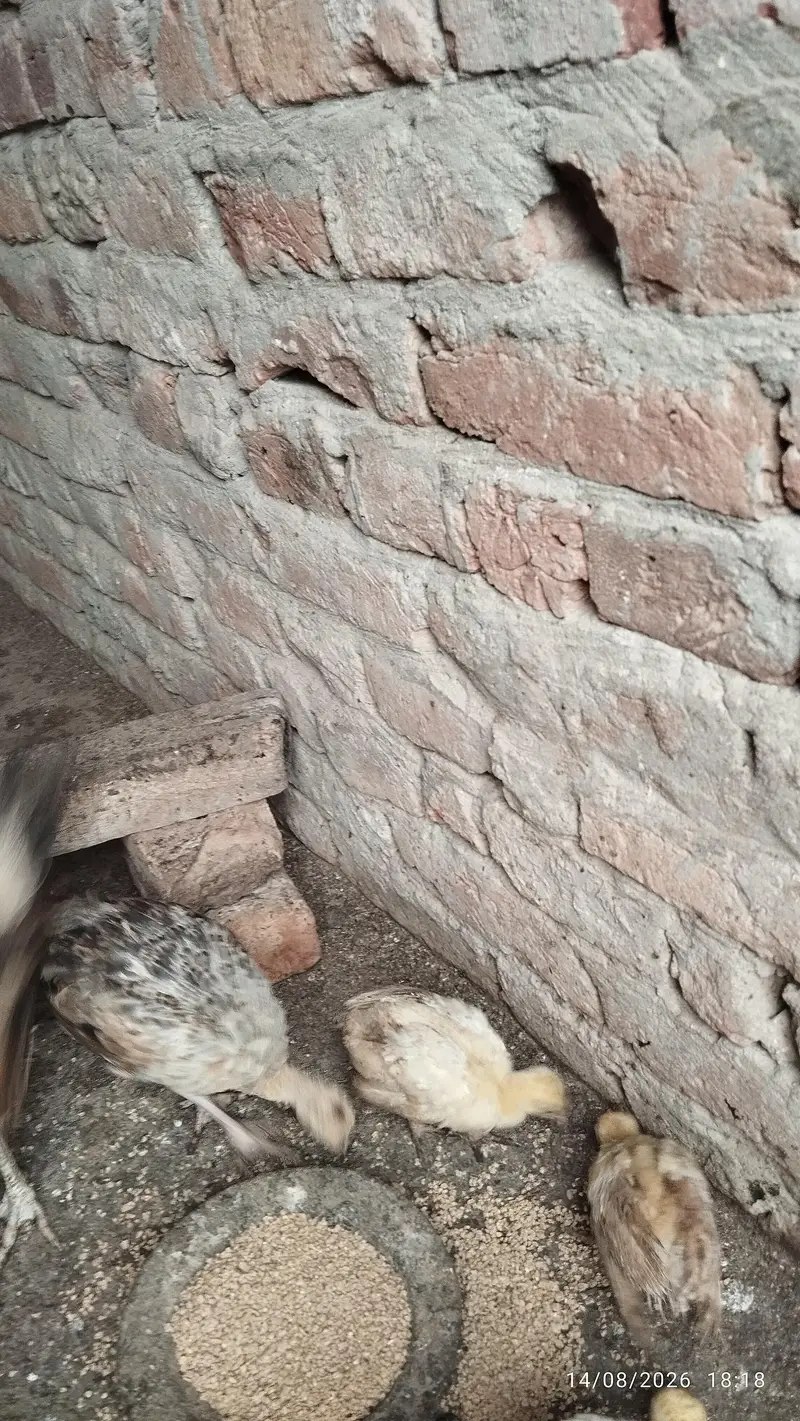 Black shoulder peacock chicks — photo 7