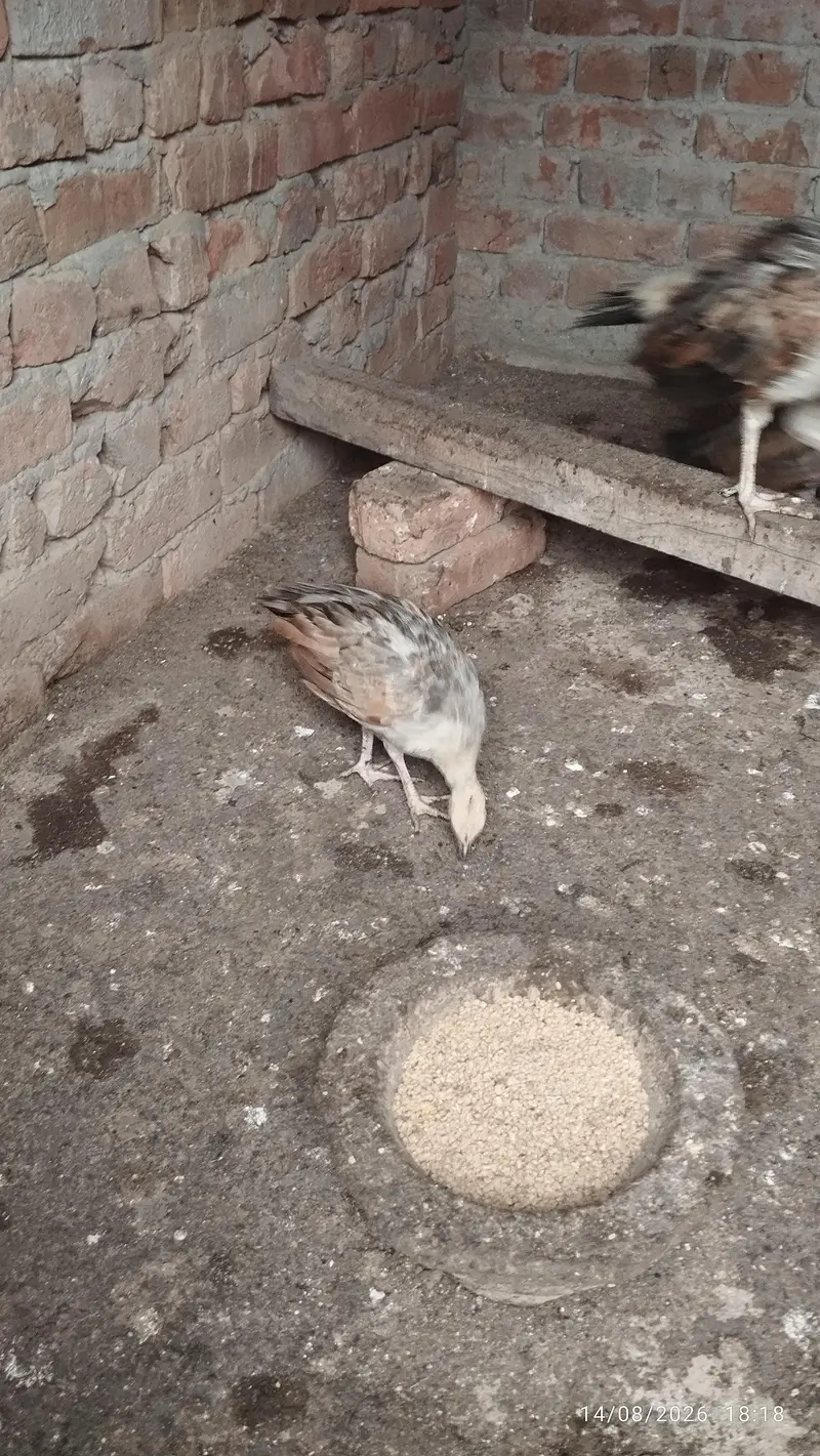 Black shoulder peacock chicks — photo 8
