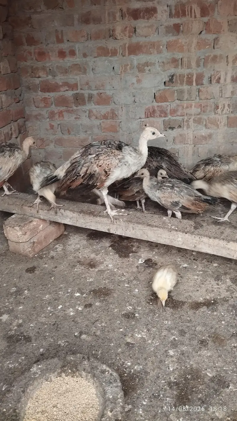 Black shoulder peacock chicks — photo 9