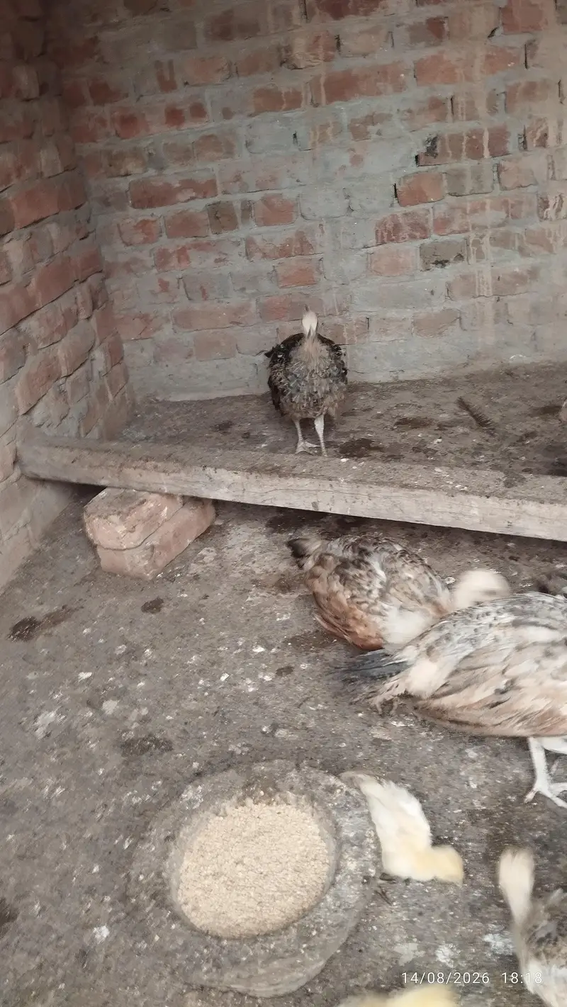 Black shoulder peacock chicks — photo 10