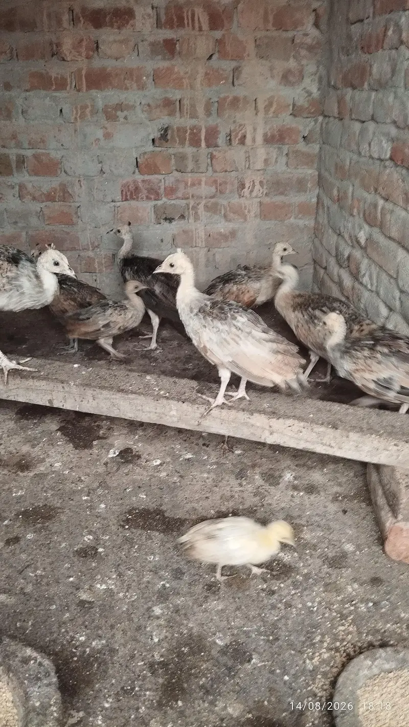 Black shoulder peacock chicks — photo 11