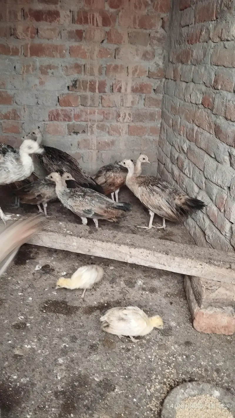 Black shoulder peacock chicks — photo 12