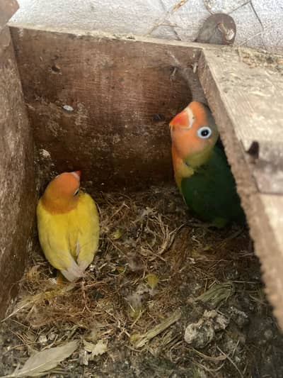 Love Birds
