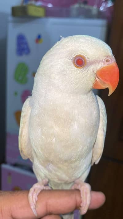 white ringneck patha