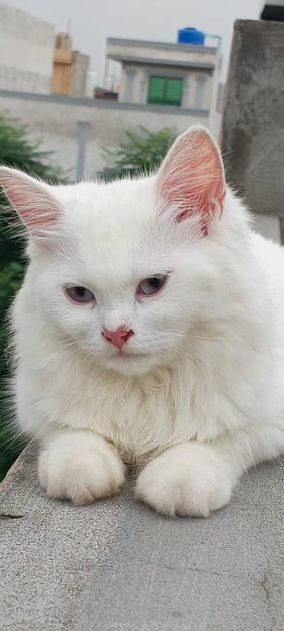 3 female cats argent sale