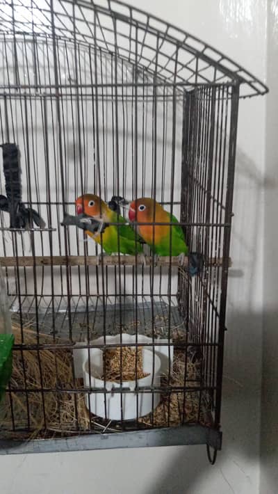love bird pair