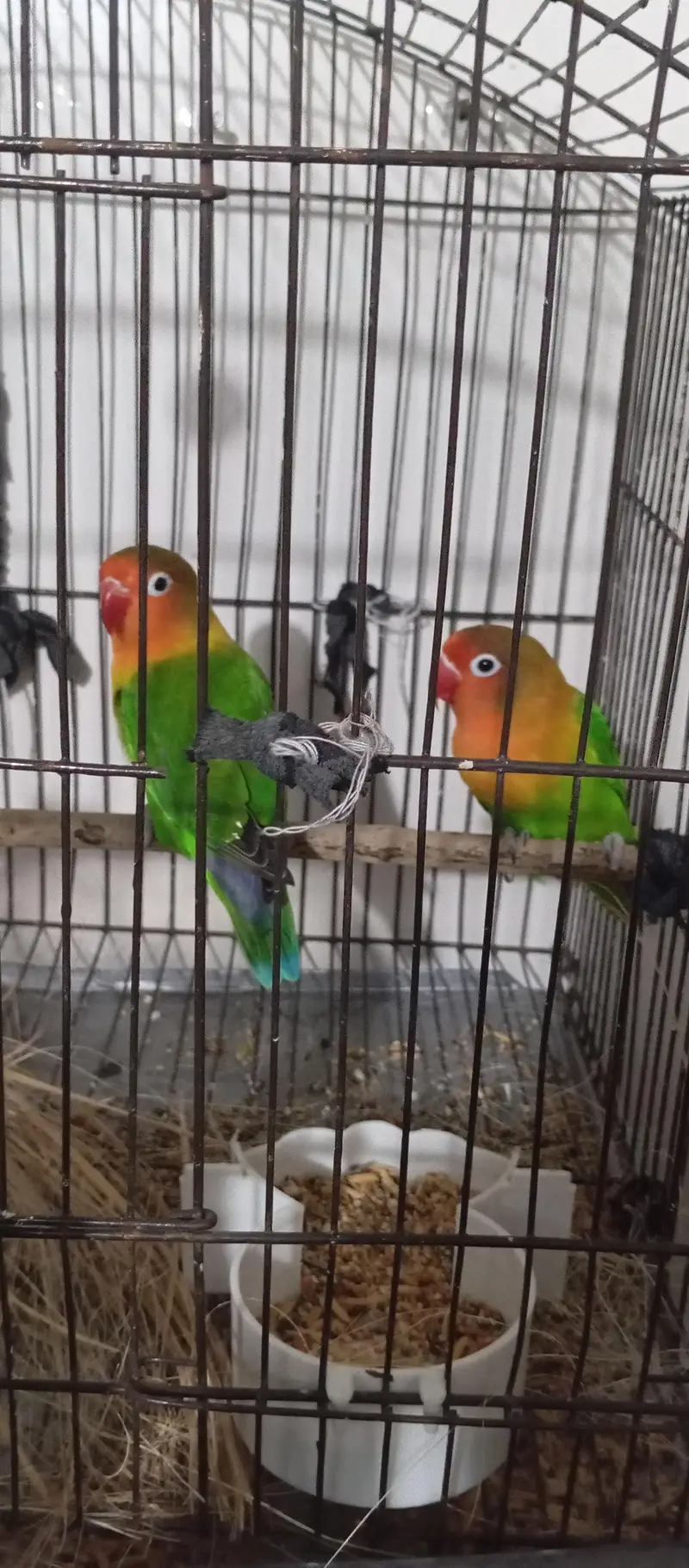 love bird pair — photo 2