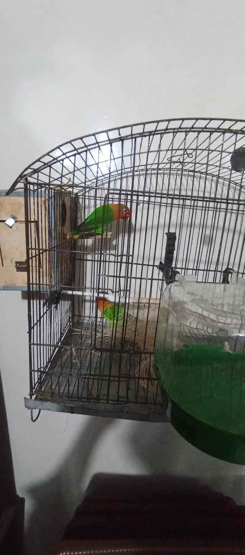 love bird pair — photo 3