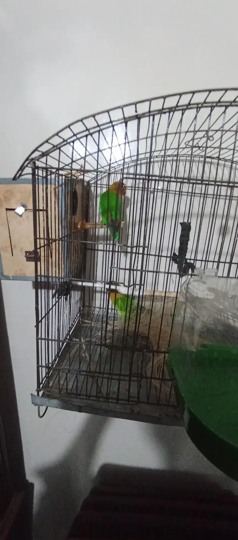 love bird pair — photo 4