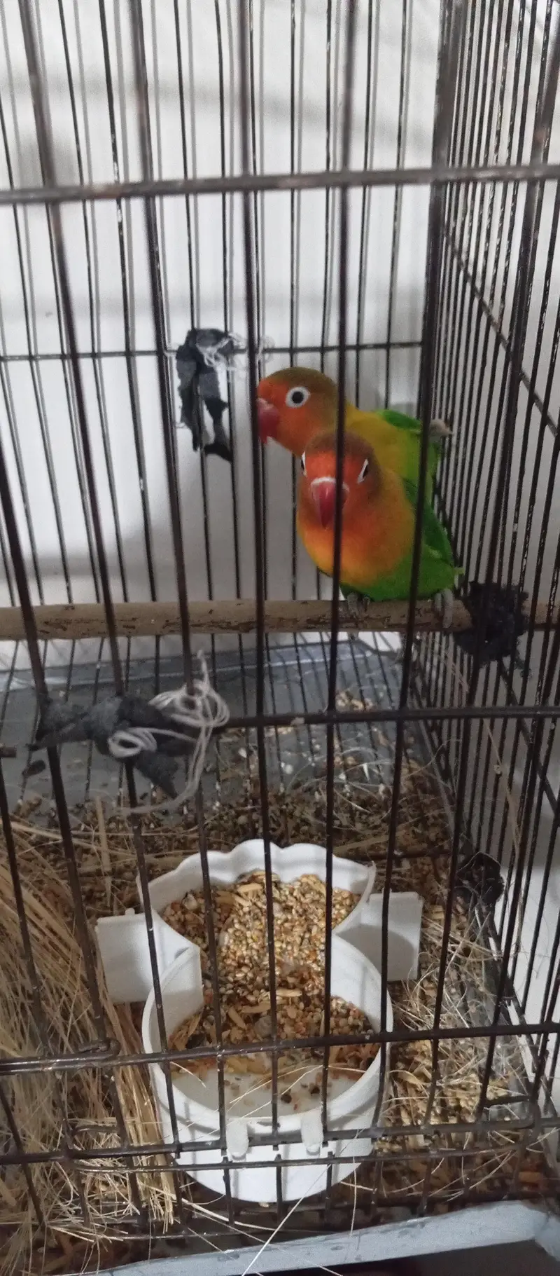 love bird pair — photo 5