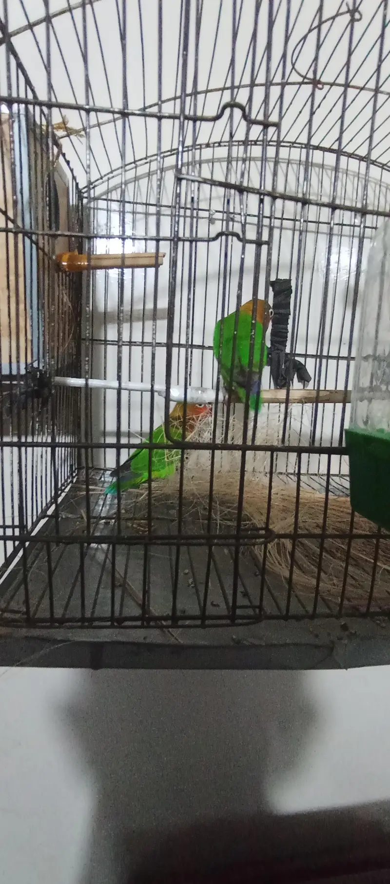 love bird pair — photo 6