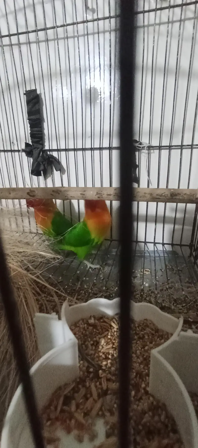 love bird pair — photo 7