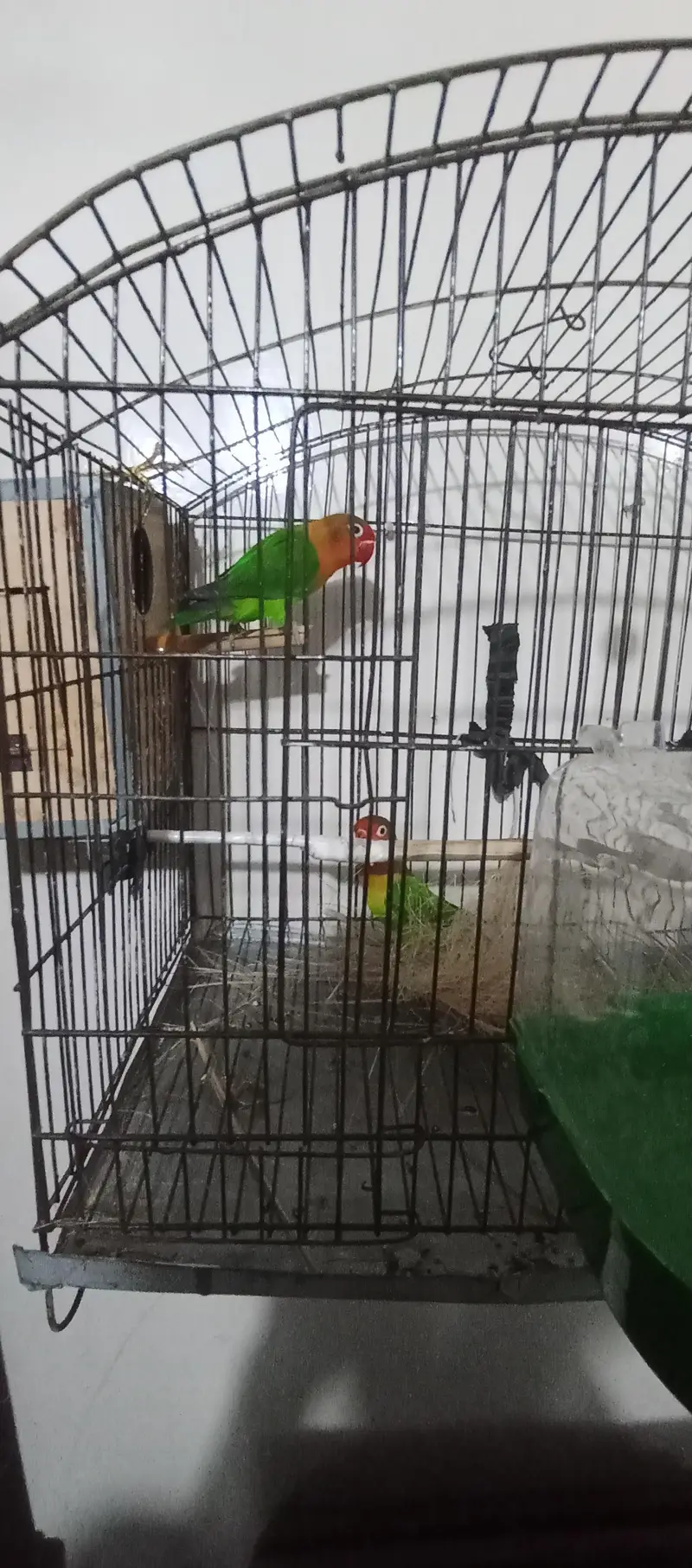 love bird pair — photo 8