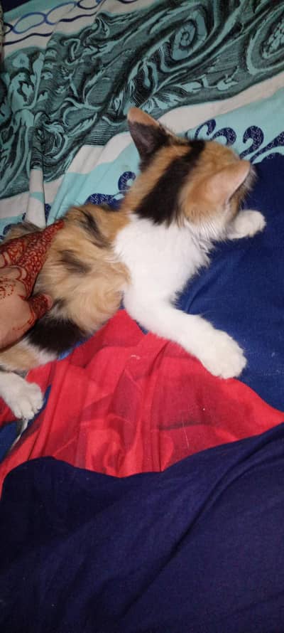 health active female kitten