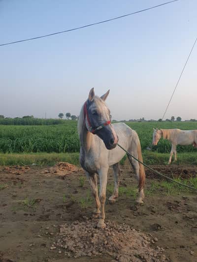 Female horse