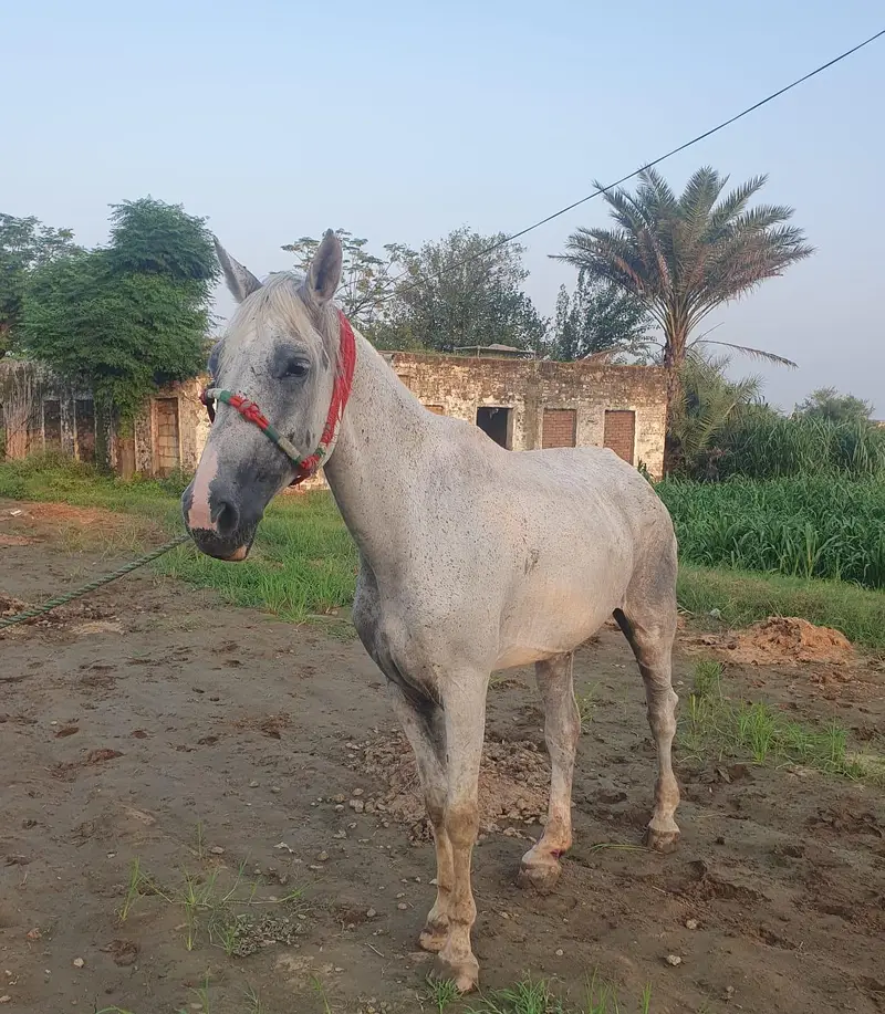 Female horse — photo 2
