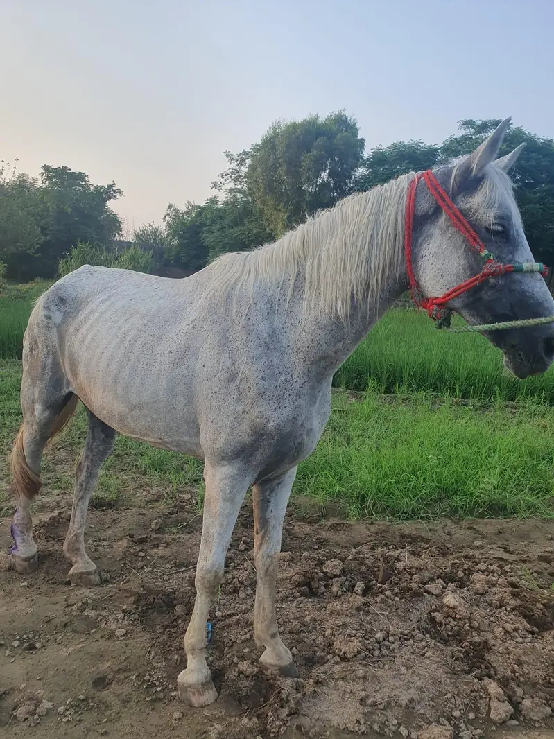 Female horse — photo 3