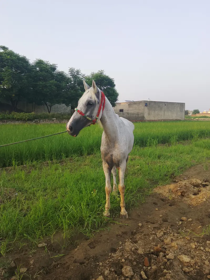 Female horse — photo 4