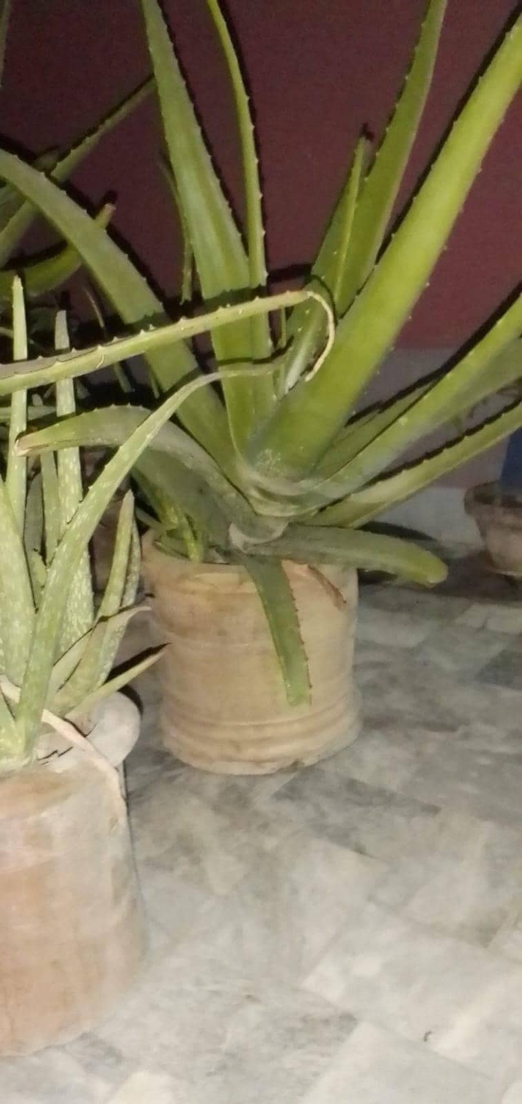 گھر کے بڑے کئے ھوئے ایلوویرا کے پودے گملوں میں 3