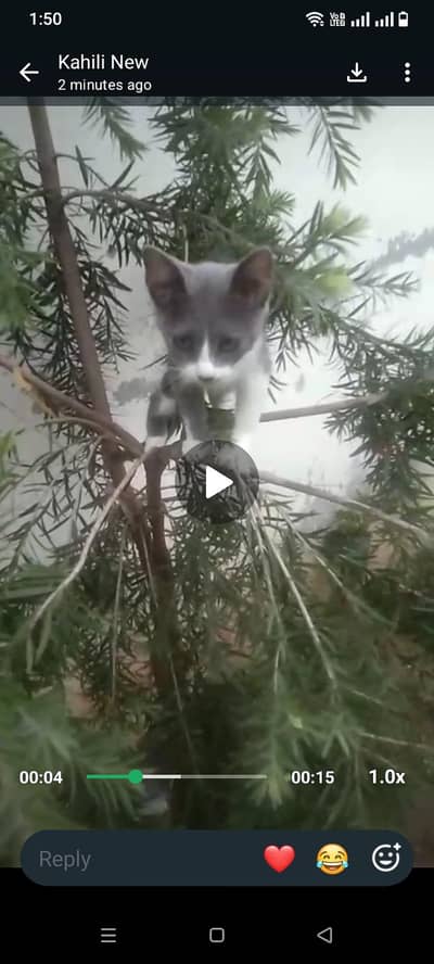 Himalayan