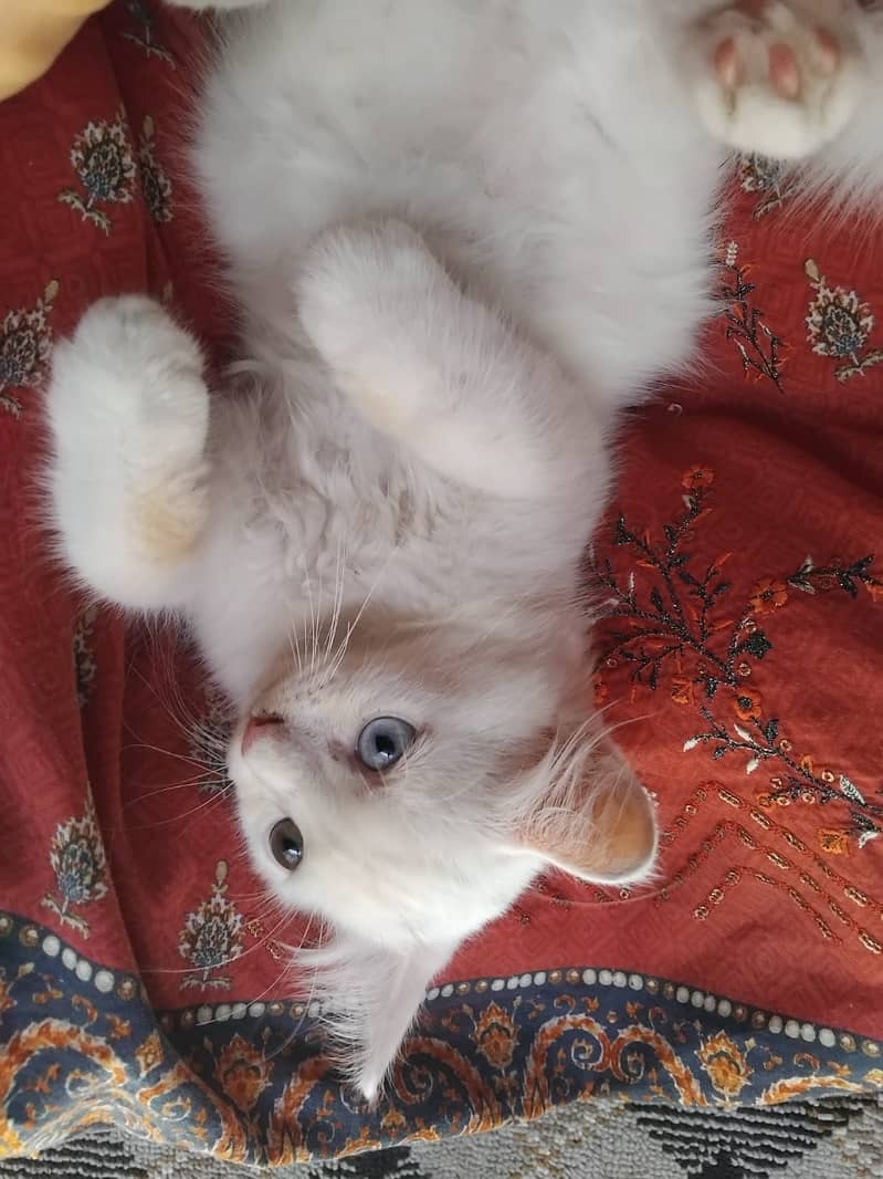 Persian cat 0