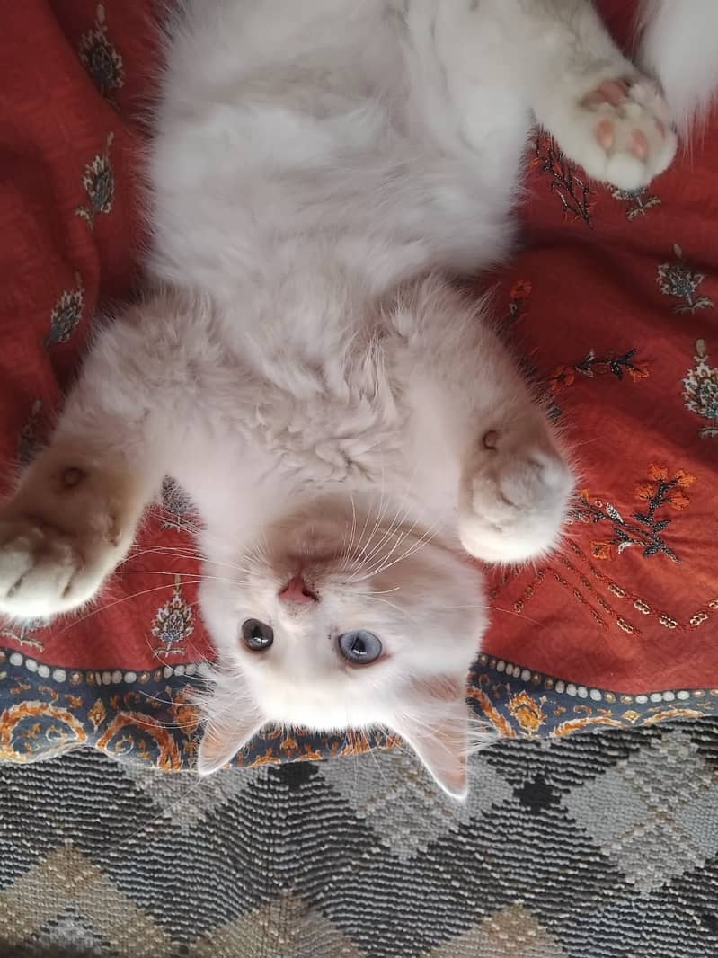 Persian cat 1