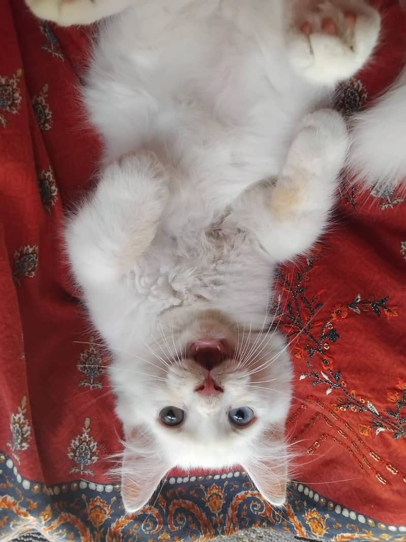 Persian cat 2