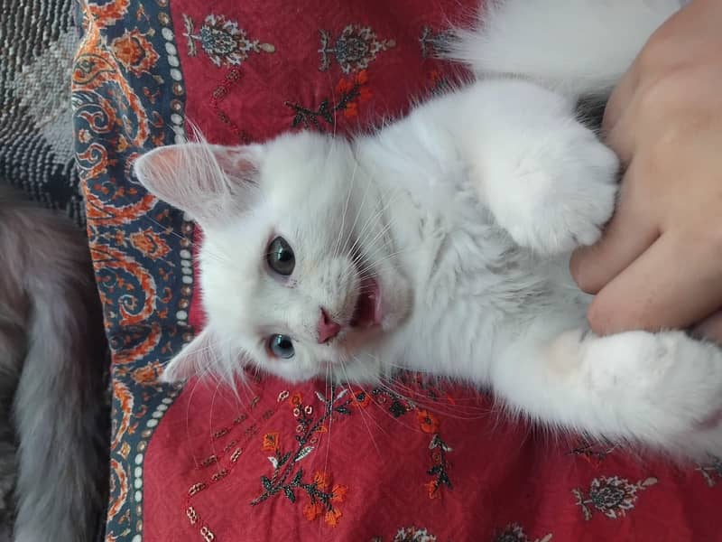 Persian cat 3