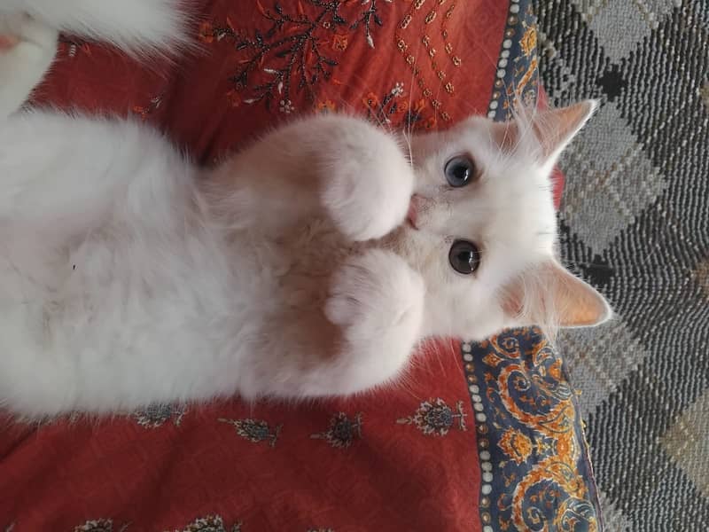Persian cat 4
