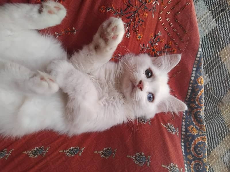 Persian cat 5