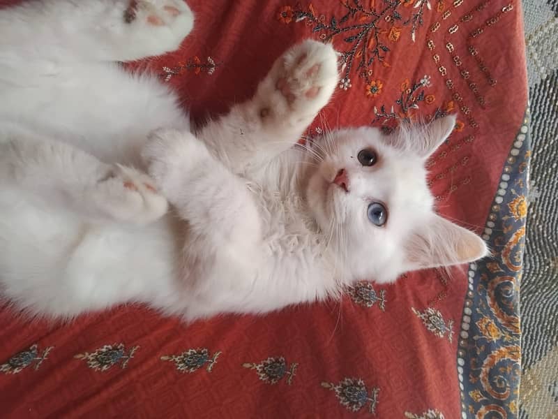 Persian cat 6