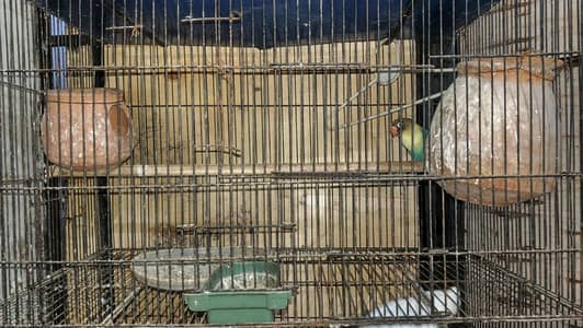 mix parrot