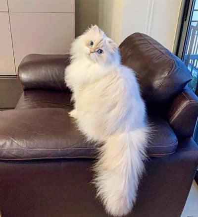 Persian cat vaccine related 3 code potty train all okay