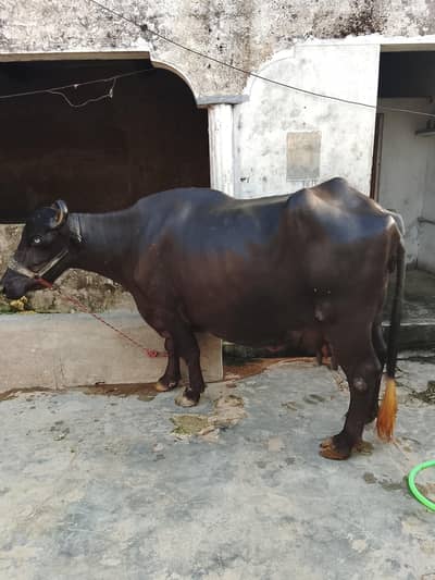 buffalo for sale