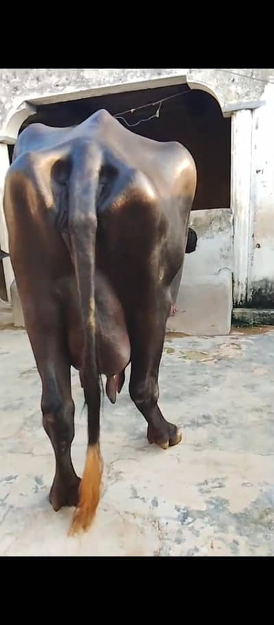 buffalo for sale