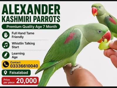 Pure Alexander Parrot Hand Tame for Sale