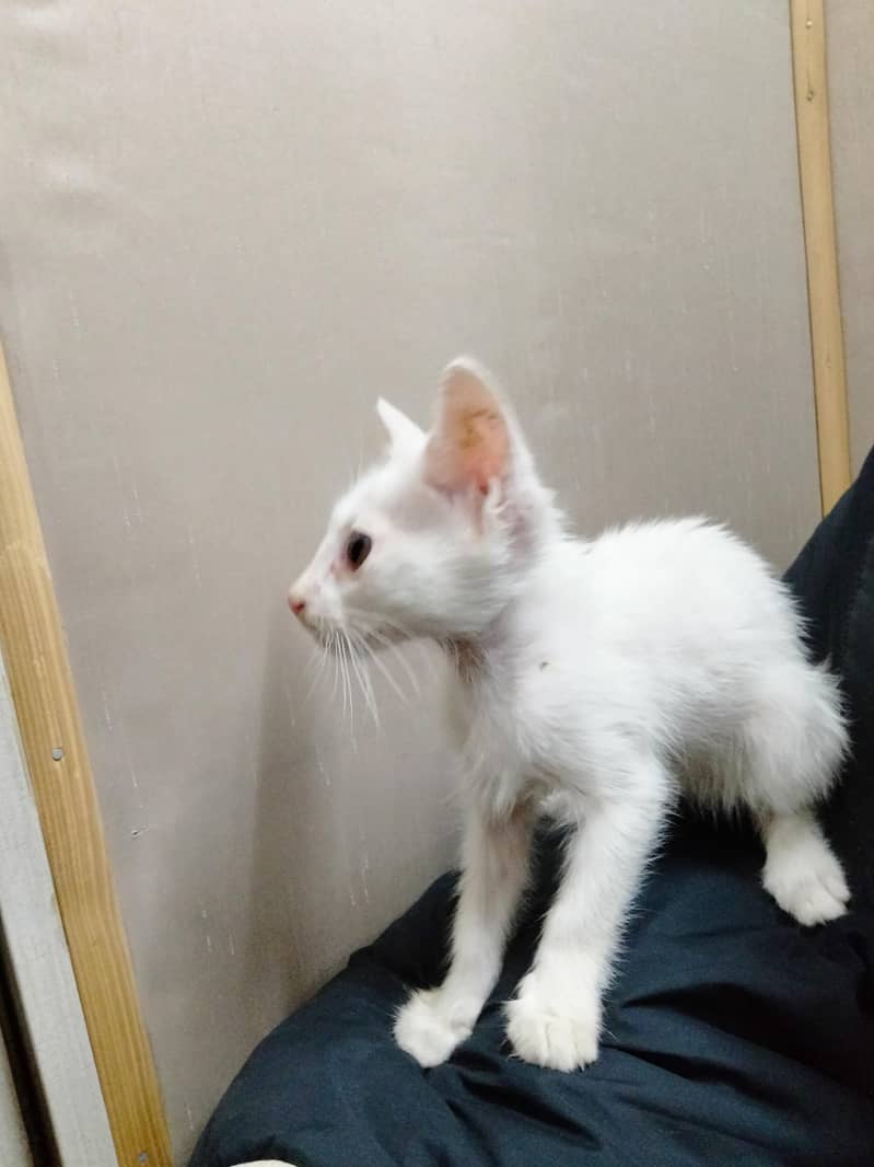 Cat's 0