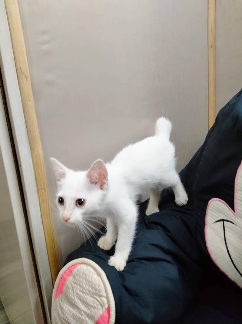 Cat's 1