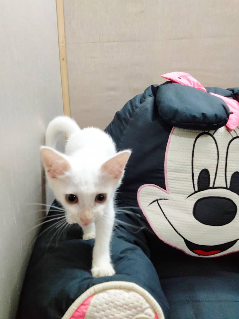 Cat's 2
