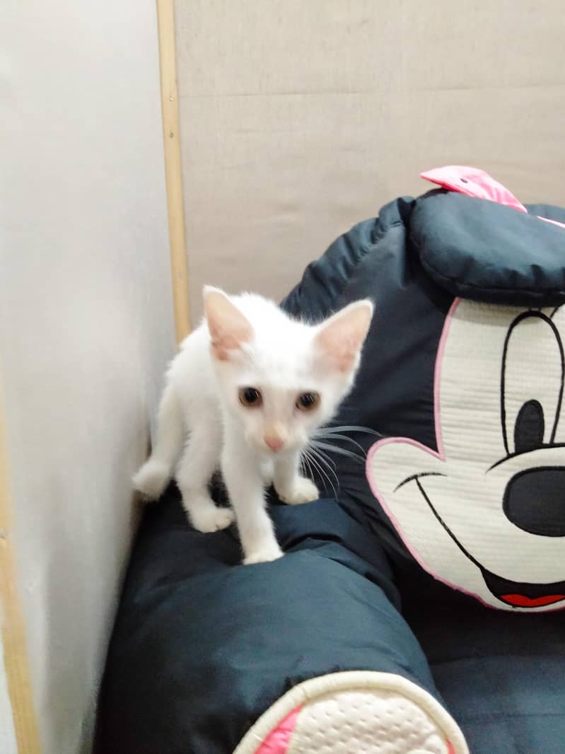 Cat's 3