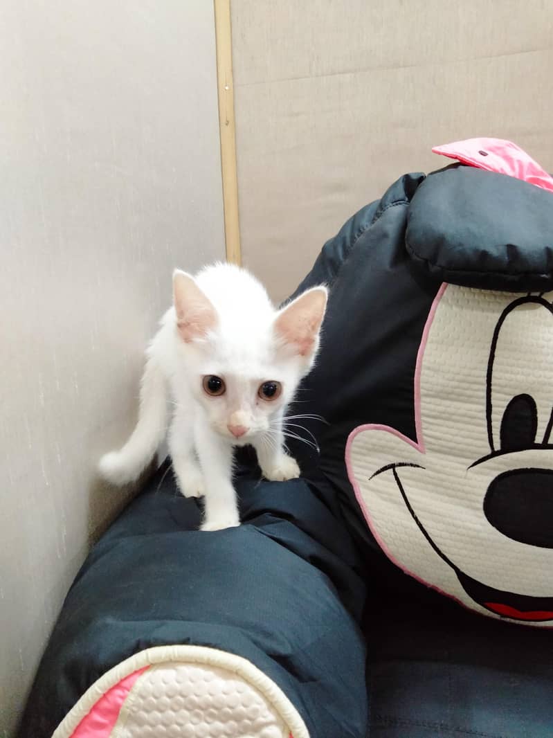 Cat's 4