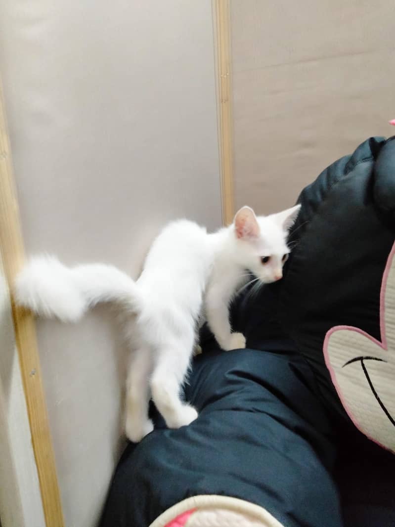 Cat's 5