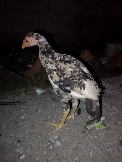 blue eyes Aseel murgi for sale and one chick age 3 month