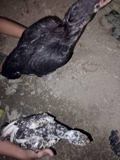 blue eyes Aseel murgi for sale and one chick age 3 month