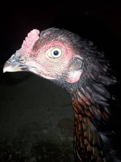 blue eyes Aseel murgi for sale and one chick age 3 month