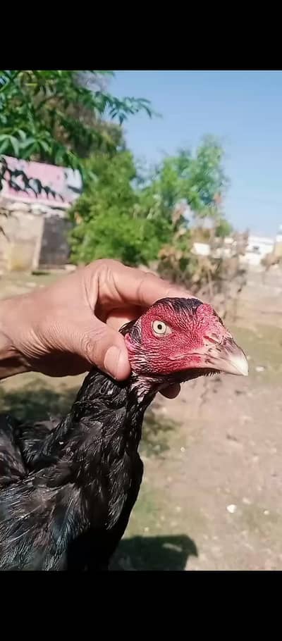 Mushki available